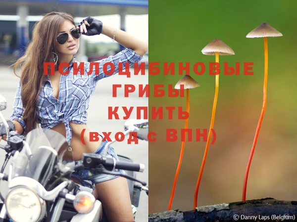 стаф Абаза